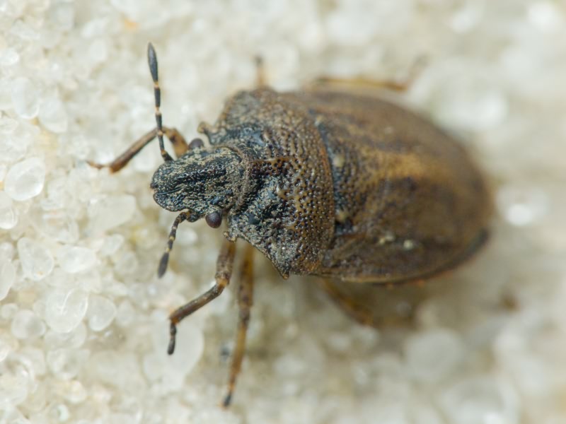 Podops (Podops) inunctus (Fabricius, 1775)